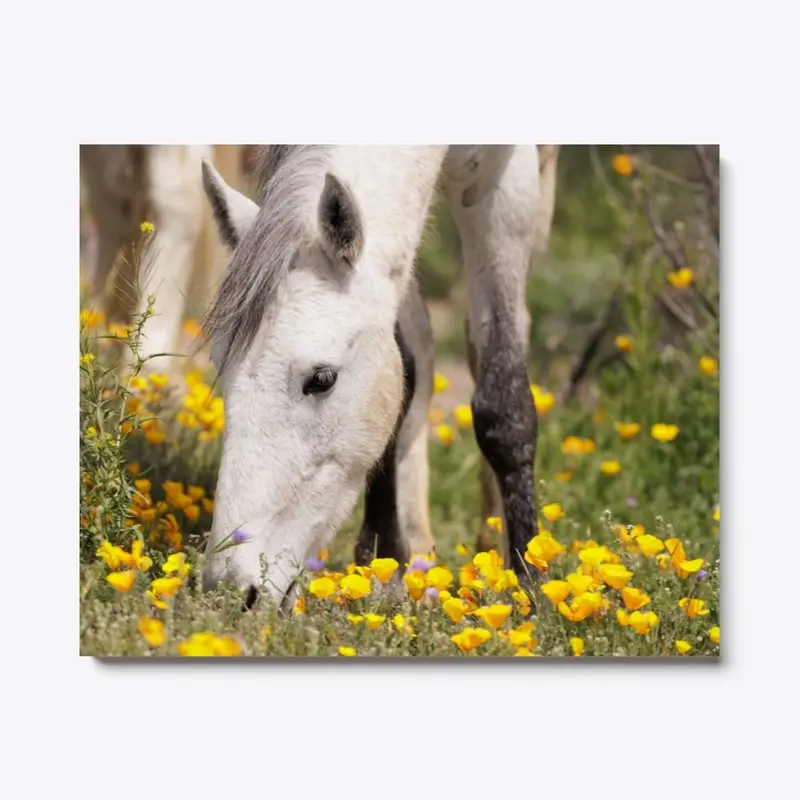 White Horse in Field of Poppies